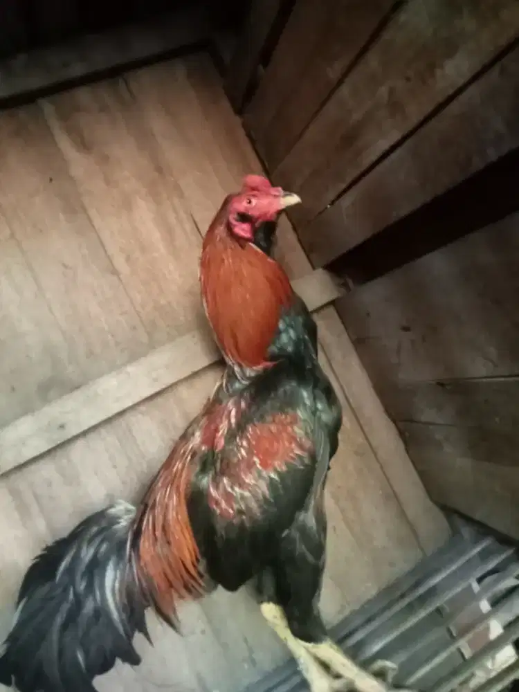 Ayam mangon 700