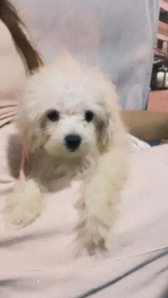 Anjing / Poodle / Tiny Poodle