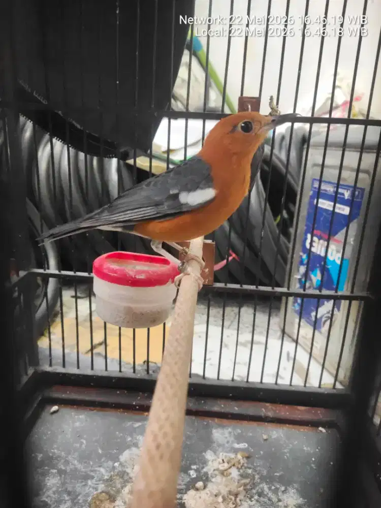 Burung anis merah mulus br beres mabung