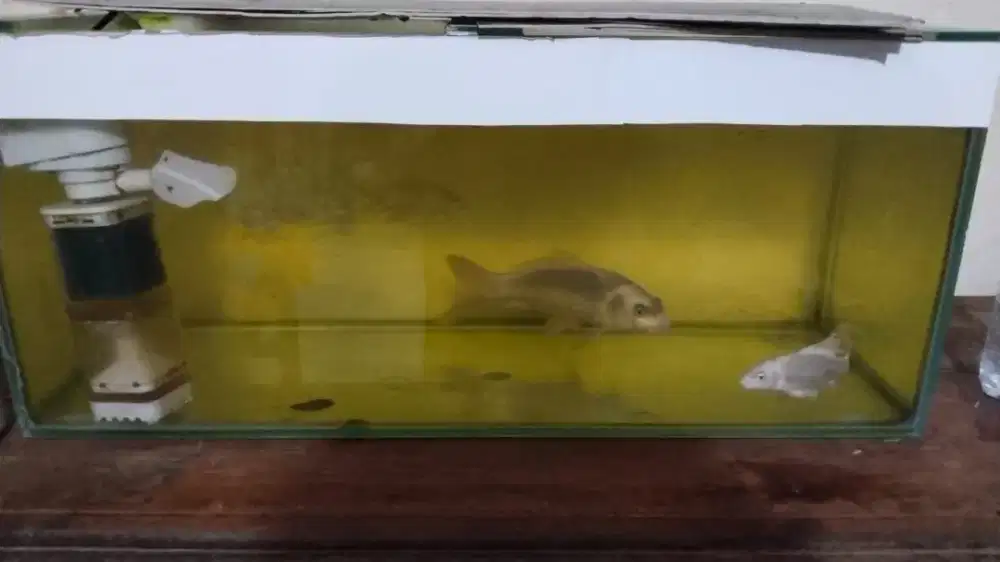 Aquarium 1 meter