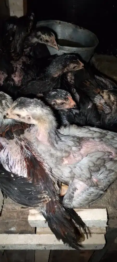 Ayam Bangkok Silangan Mangon