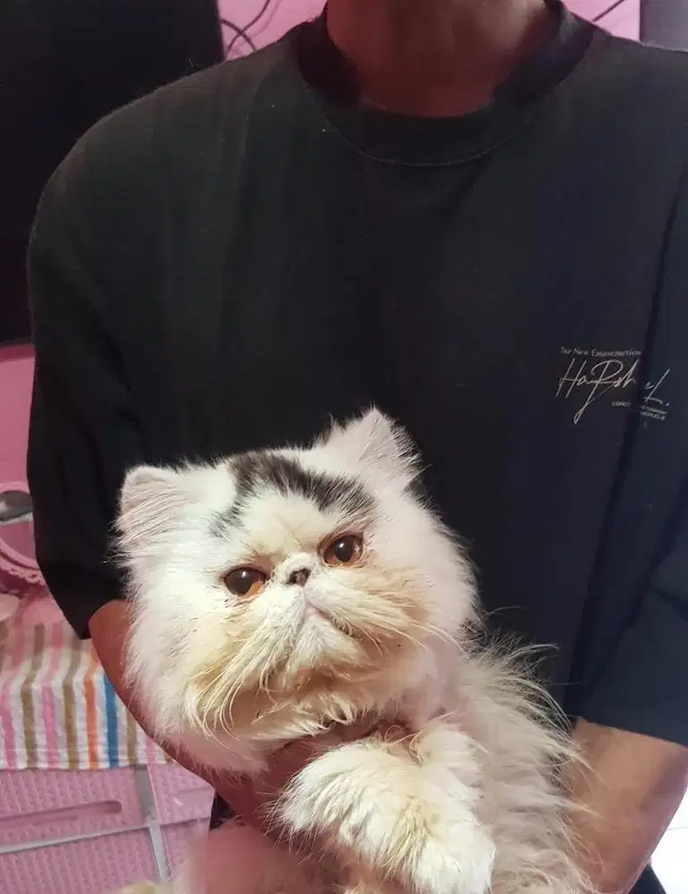 Peaknose betina 1th