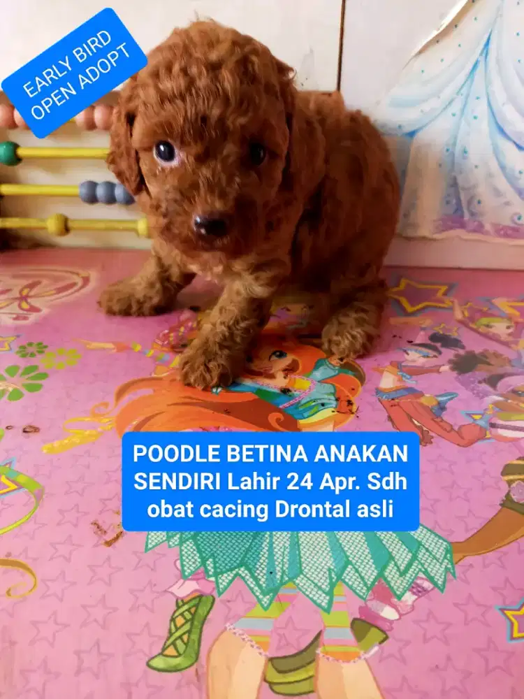 OPEN ADOPT POODLE TOY BETINA