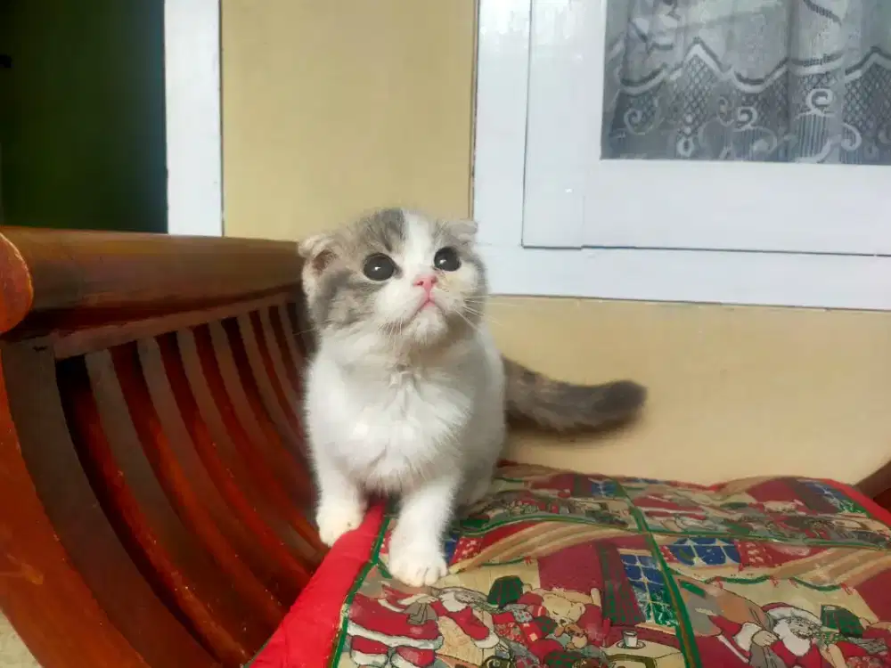 Kucing Scottish fold betina
