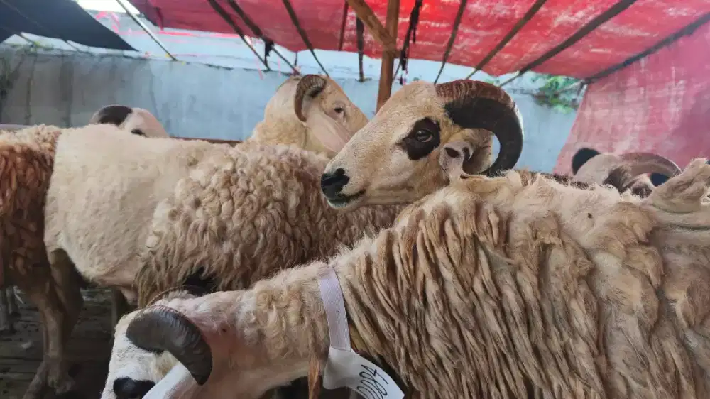 Pusat domba kurban