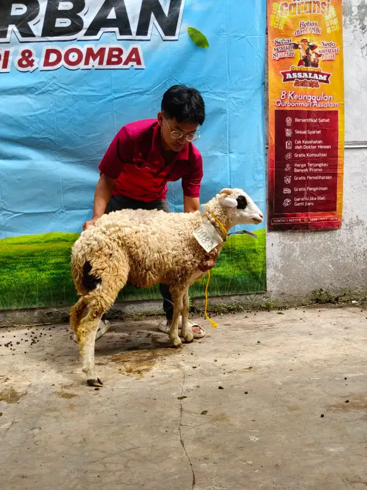 Jual domba qurban 2jt an