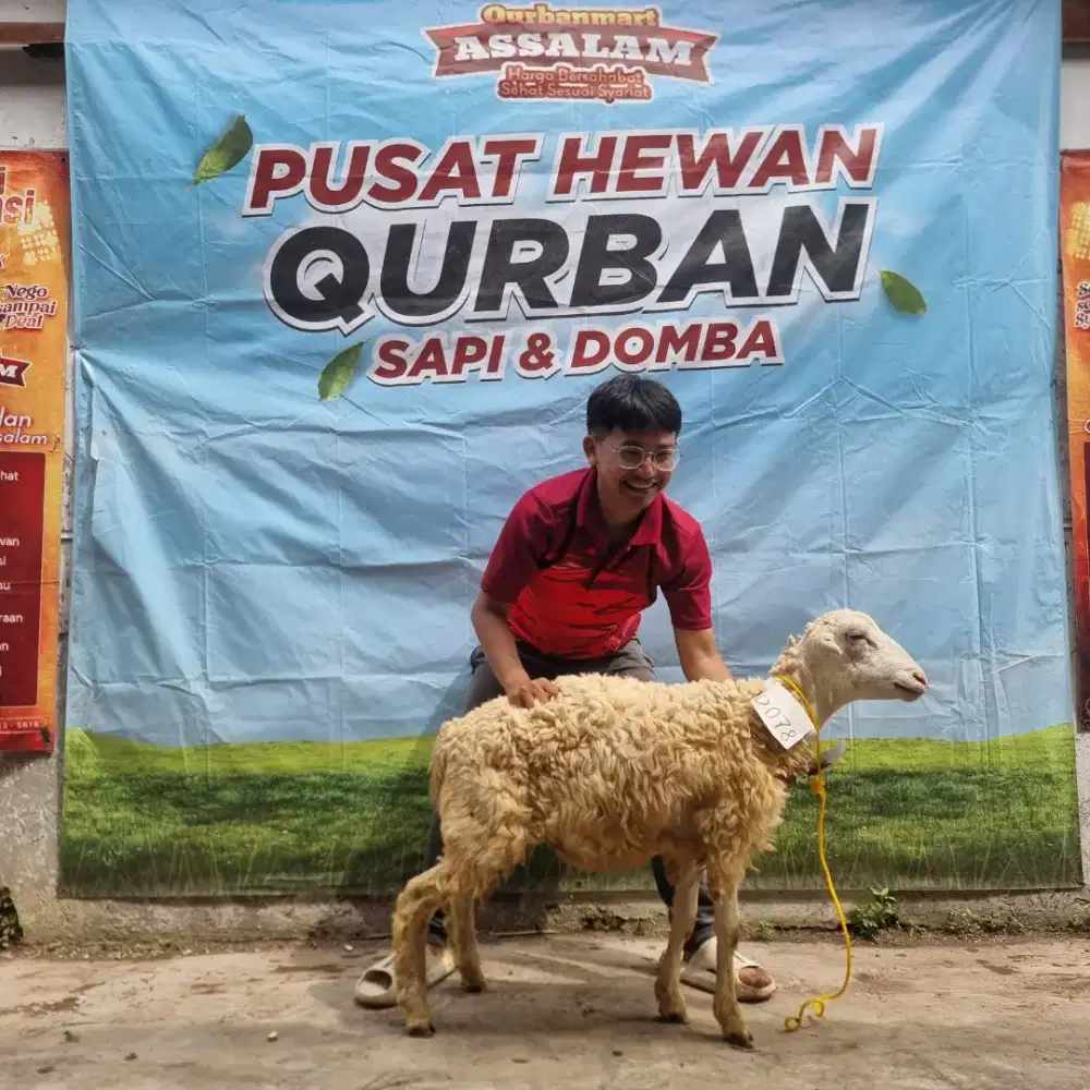 Jual domba qurban Harga murah 2 jt an