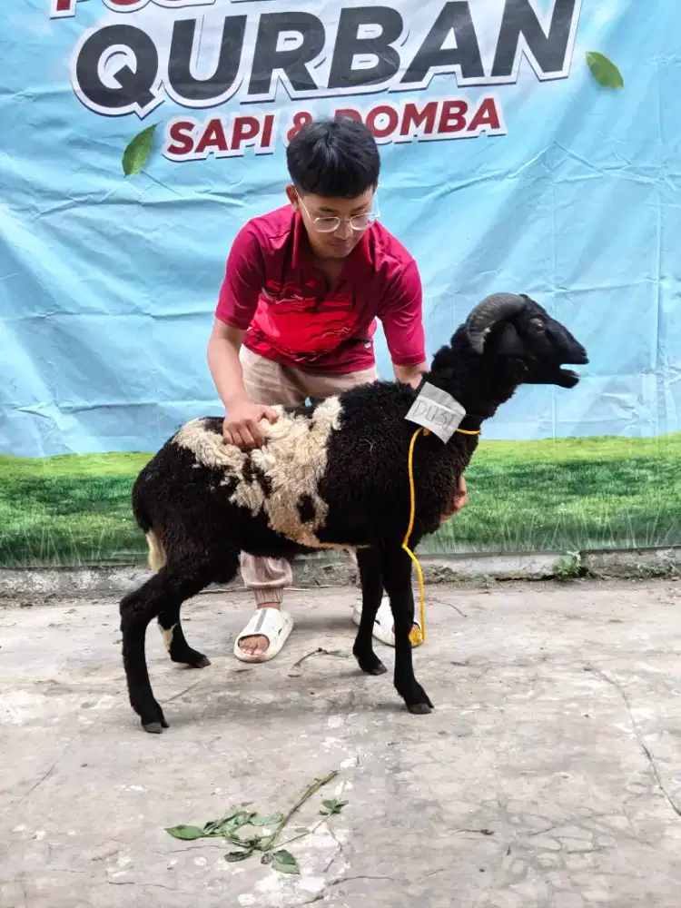 Tersedia domba qurban 2jt an saja