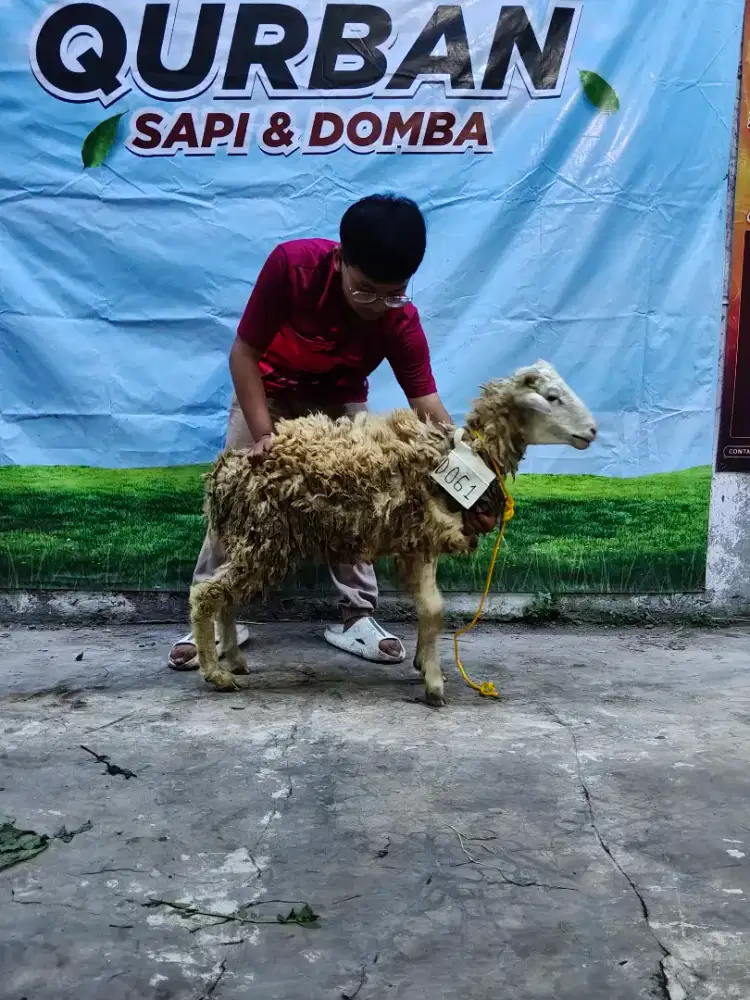 Domba qurban murah 2 juta