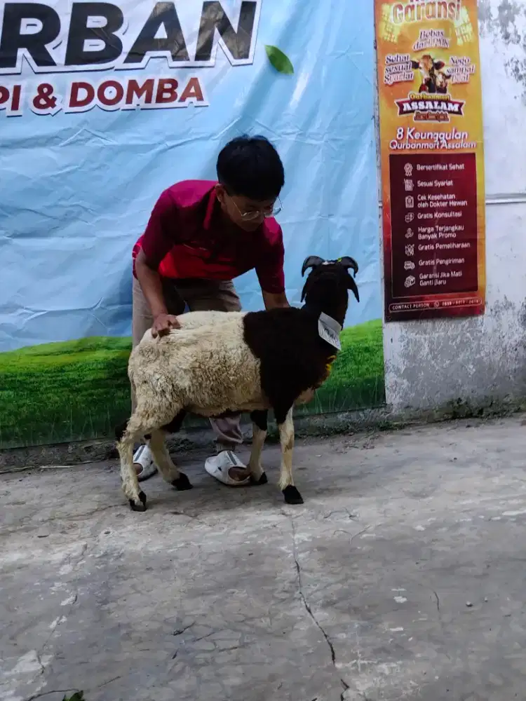 Jual domba untuk qurban 2jt an