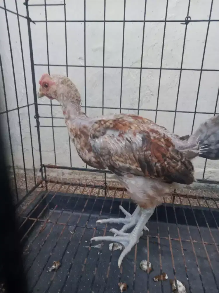 Jual ayam pulung