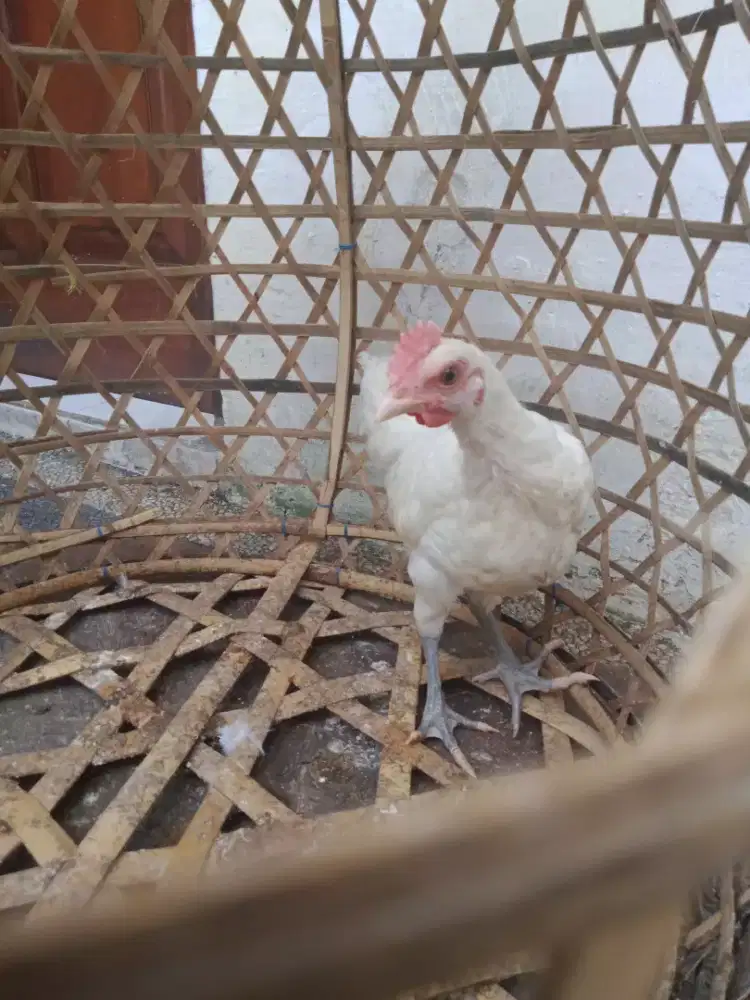 Jual ayam ketawa