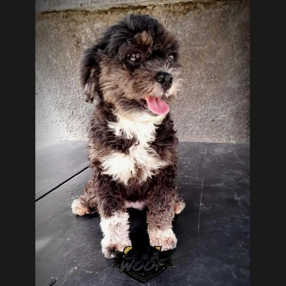 FS : TOY POODLE PHANTOM BETINA NO STB
