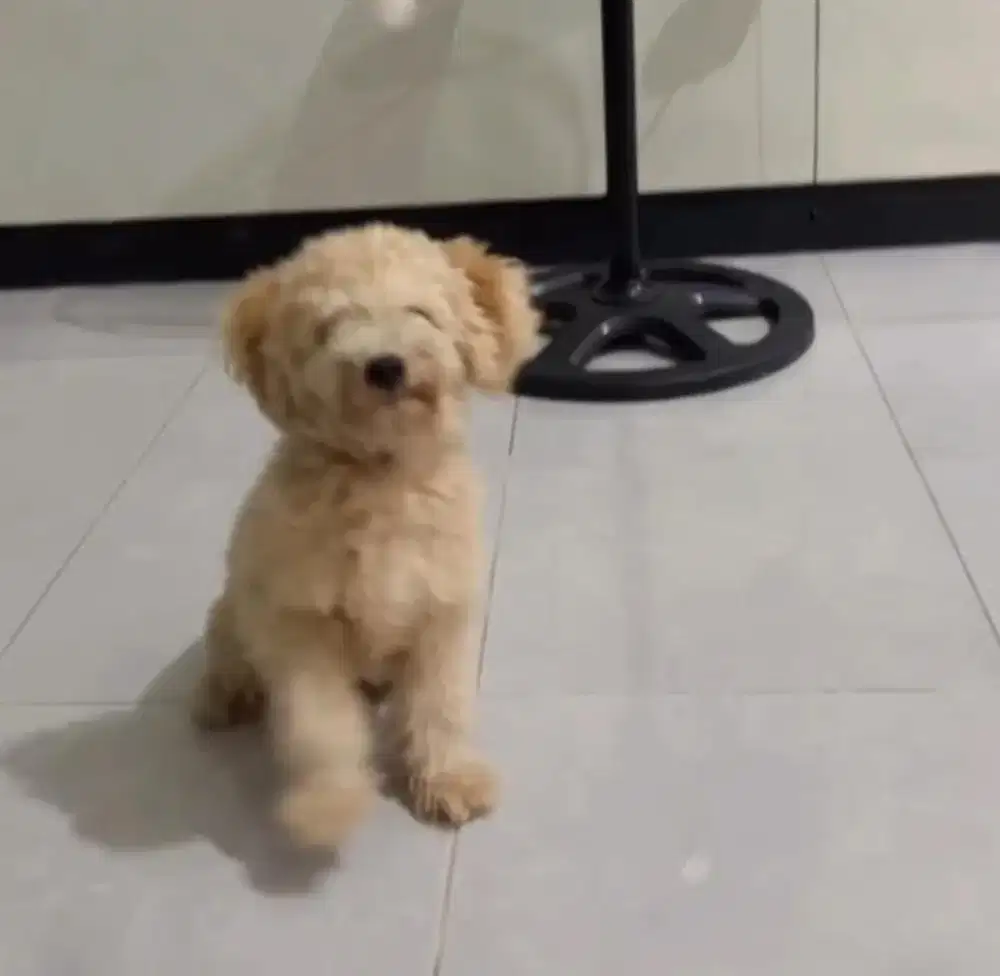 Anjing poddle jantan
