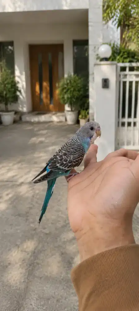 Burung Parkit Jinak Bisa diajak main