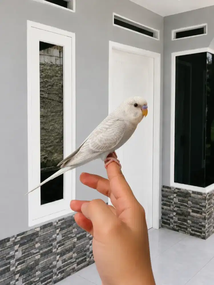 Burung Parkit Jinak