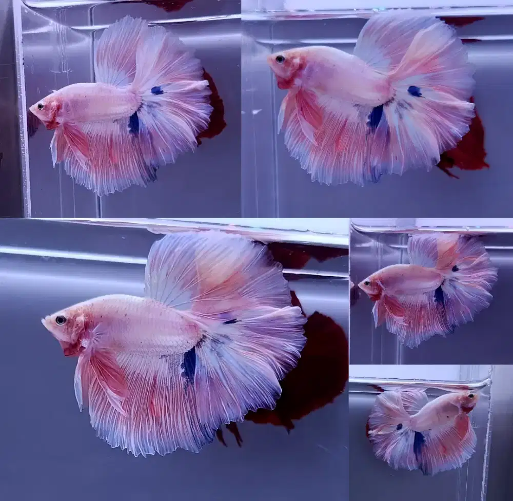 ikan cupang hm pink