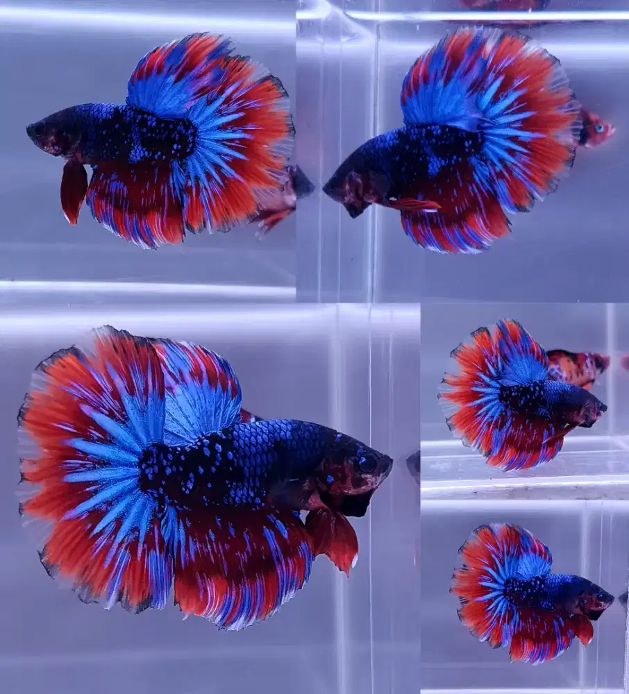 ikan cupang hm avatar