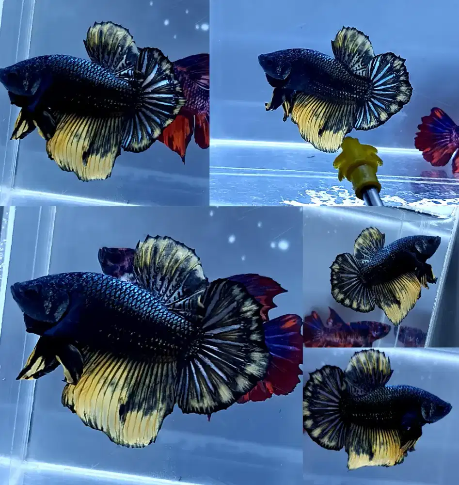 ikan cupang giant yellow coper
