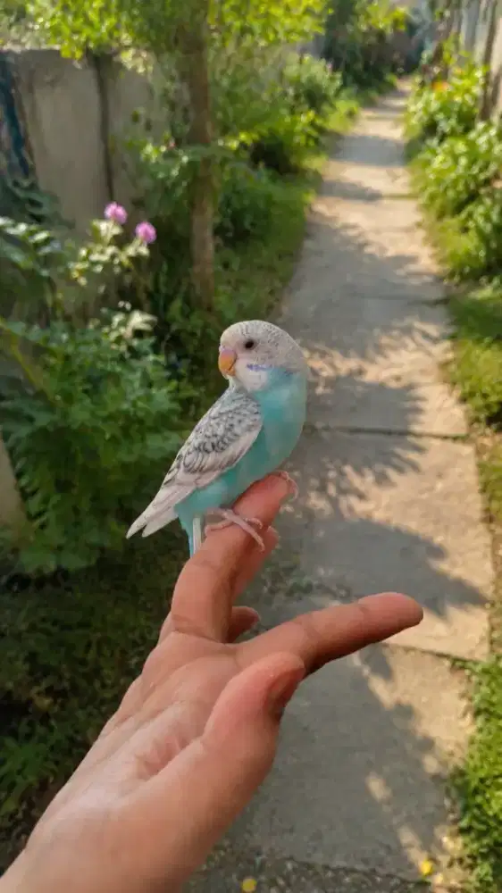 Burung Parkit Jinak