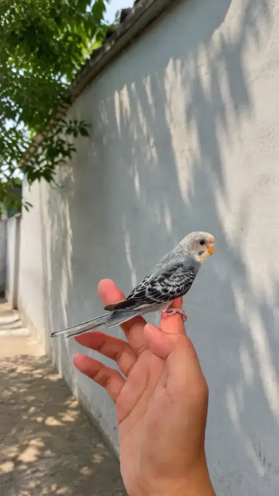Burung Parkit Jinak