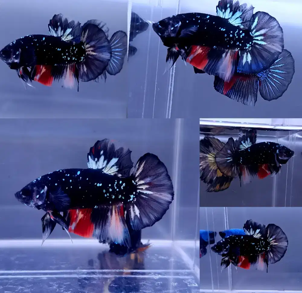 ikan cupang giant avatar