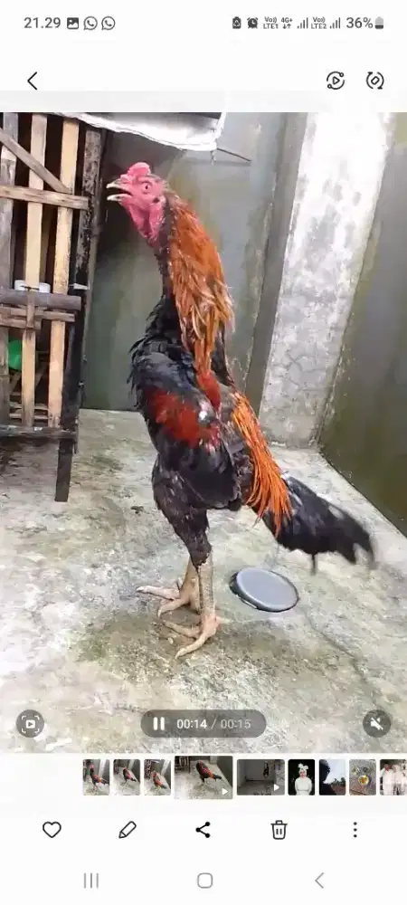 Koyngon usia 7 bulan masih gress..