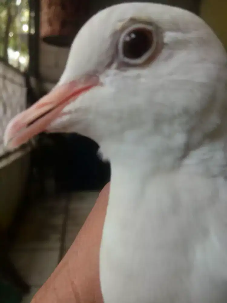 Dijual burung tekukur albino mata merah