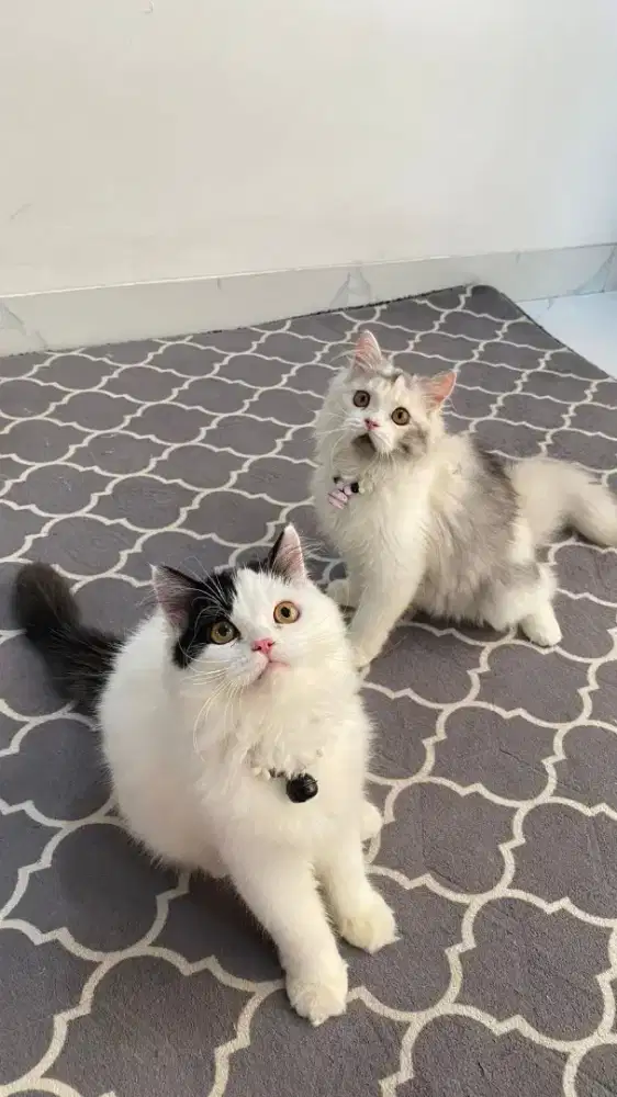 Open adopsi kucing persia