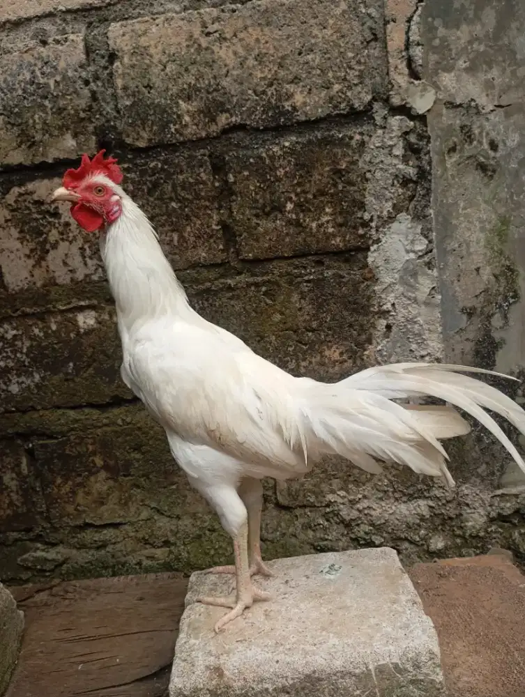 Ayam kampung putih jantan jago muda