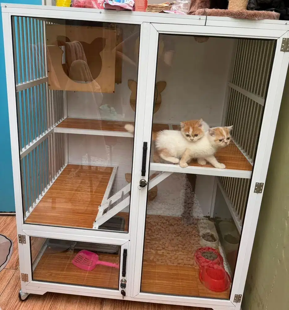 Kandang plus kitten 2 ekor
