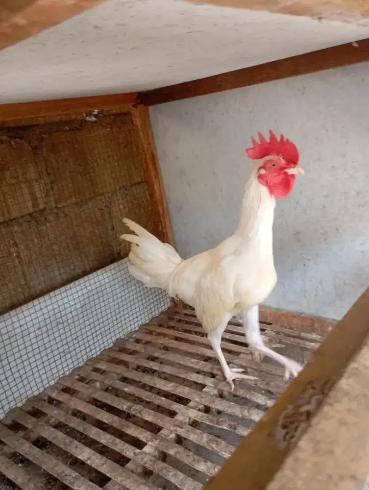 Ayam kampung putih jantan remaja