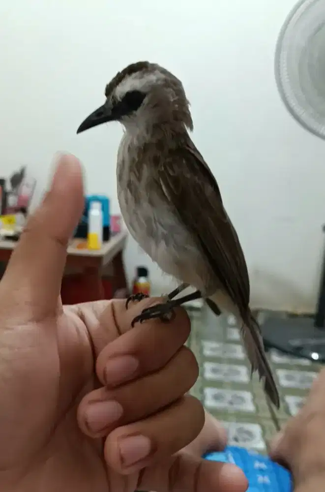 Burung saja trucukan jinak indor rajin bunyi barter tuker tambah