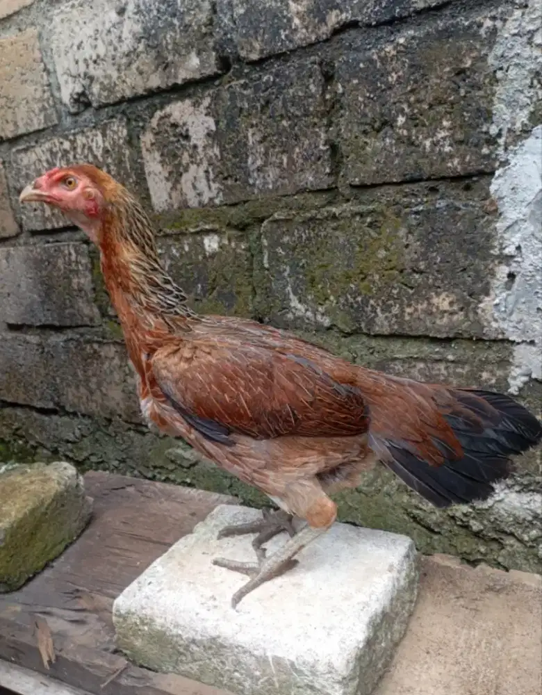 Ayam bangkok birma betina biang muda