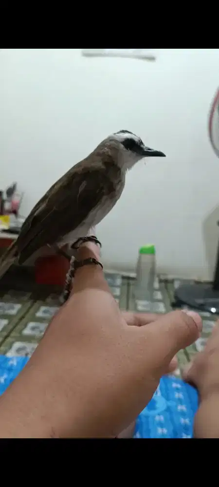 Burung aja trucukan jantan jinak indor rajin bunyi barter tuker tambah