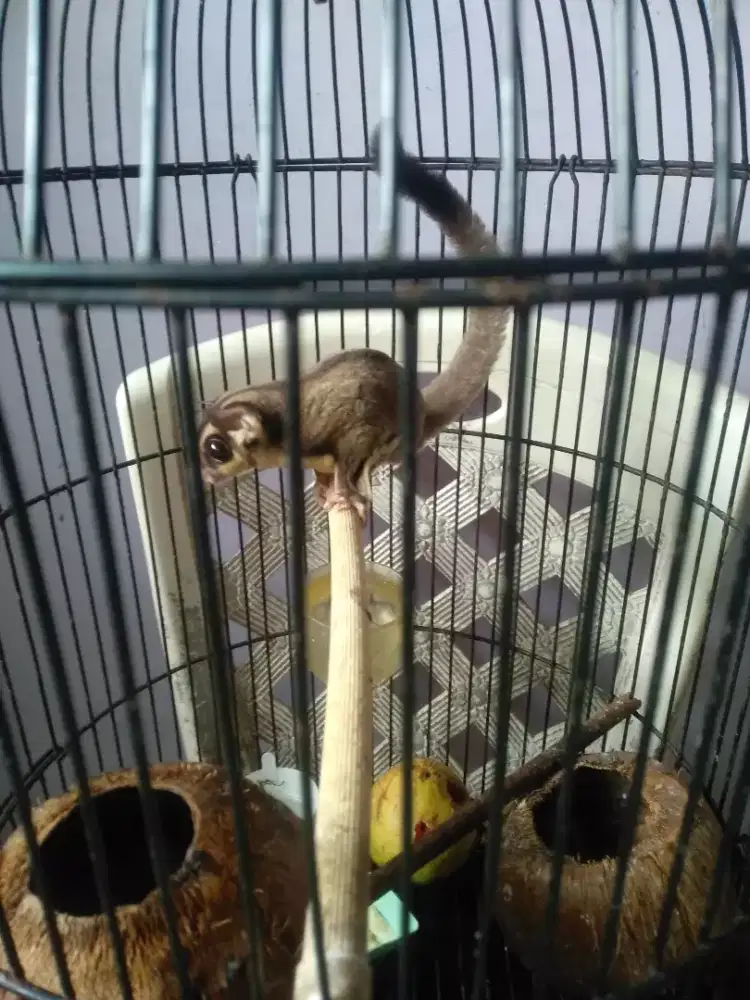 Sugar glider sepasang