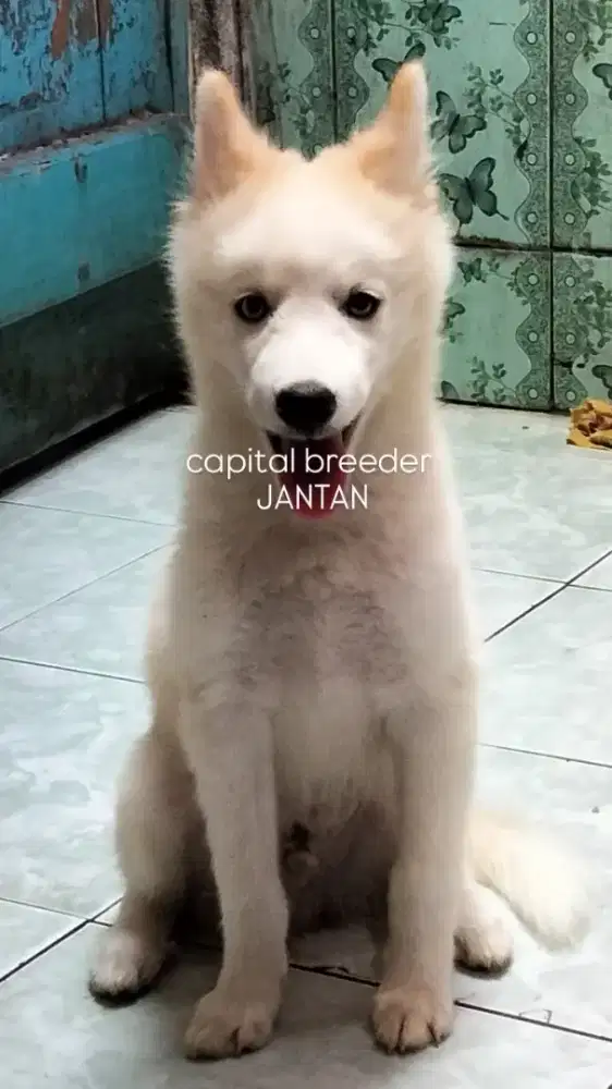 SIBERIAN HUSKY MIX JANTAN