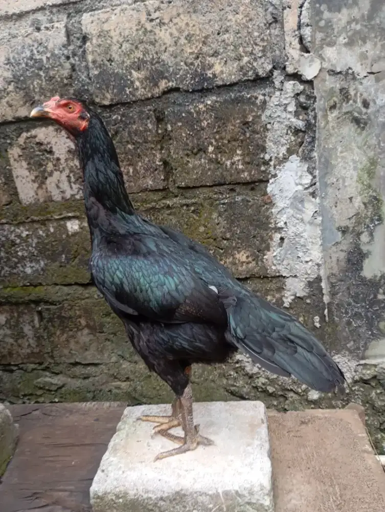 Ayam bangkok birkok betina biang muda