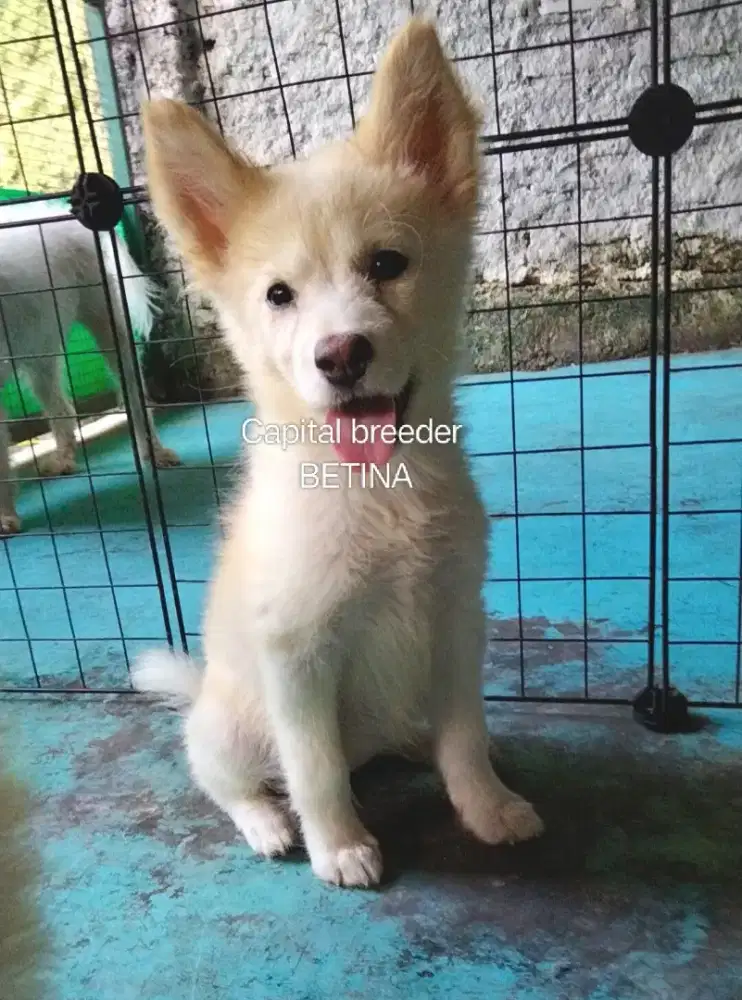 SIBERIAN HUSKY MIX BETINA