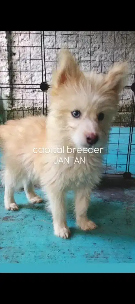 SIBERIAN HUSKY MIX JANTAN