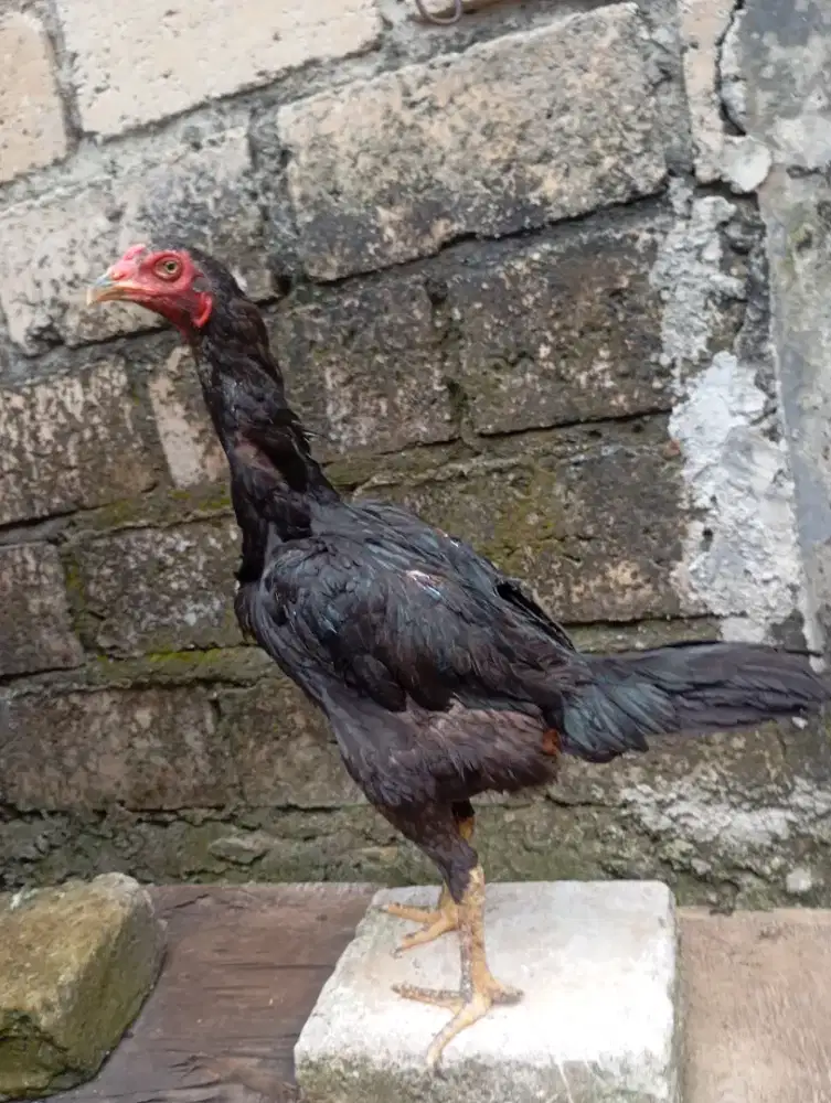 Ayam bangkok klasik betina biang