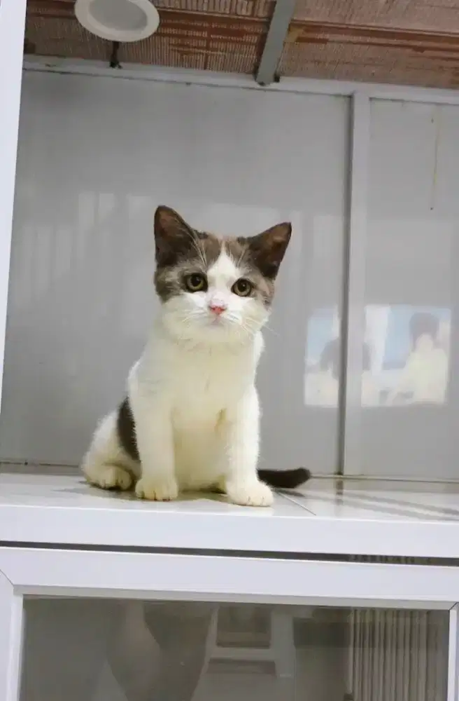 Bsh bicolor Choco jantan