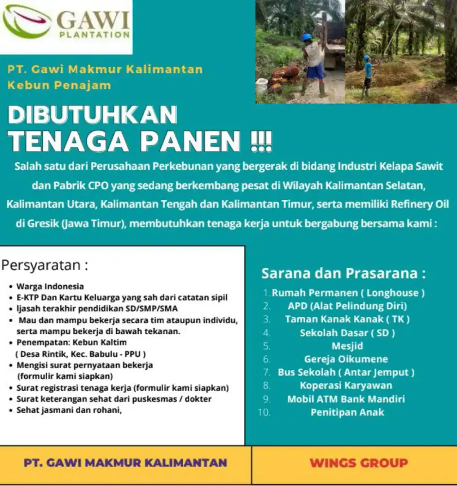 Di butuhkan segera buruh untuk panen kelapa  sawit