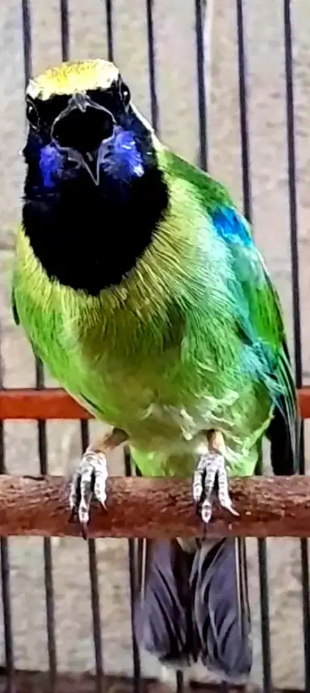 BURUNG KOLEKSI MASTERAN GACOR NGETROK ISIAN BANYAK