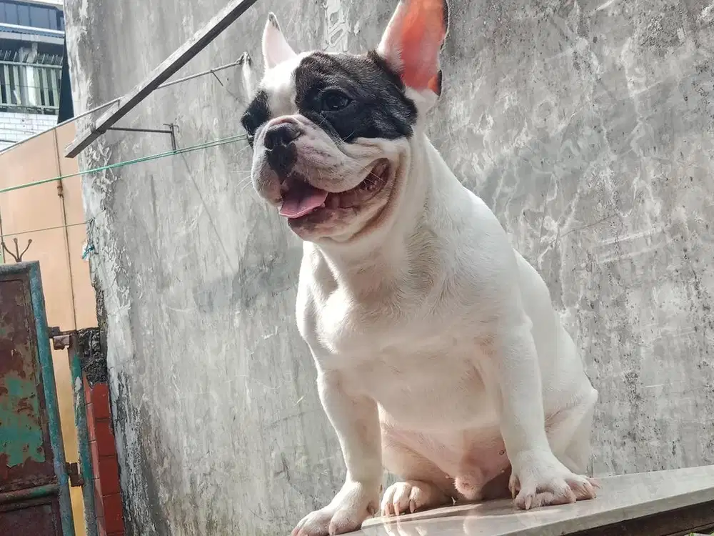 frenchie/french bulldog 7 bulan