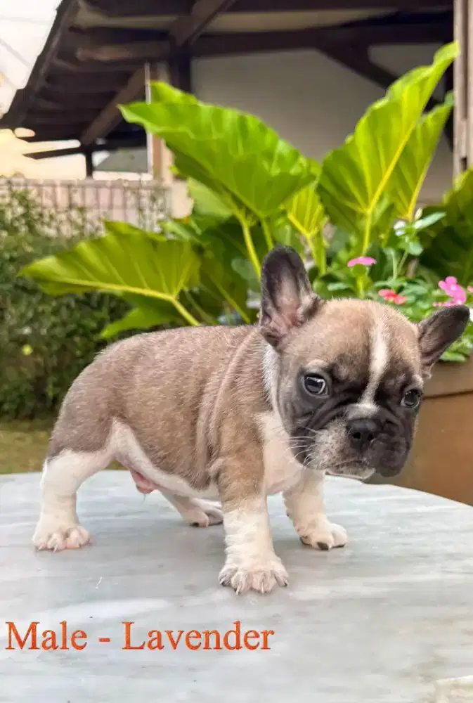 Jual French Bulldog