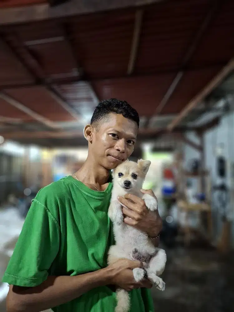 mini pom, jantan , 3 bulan