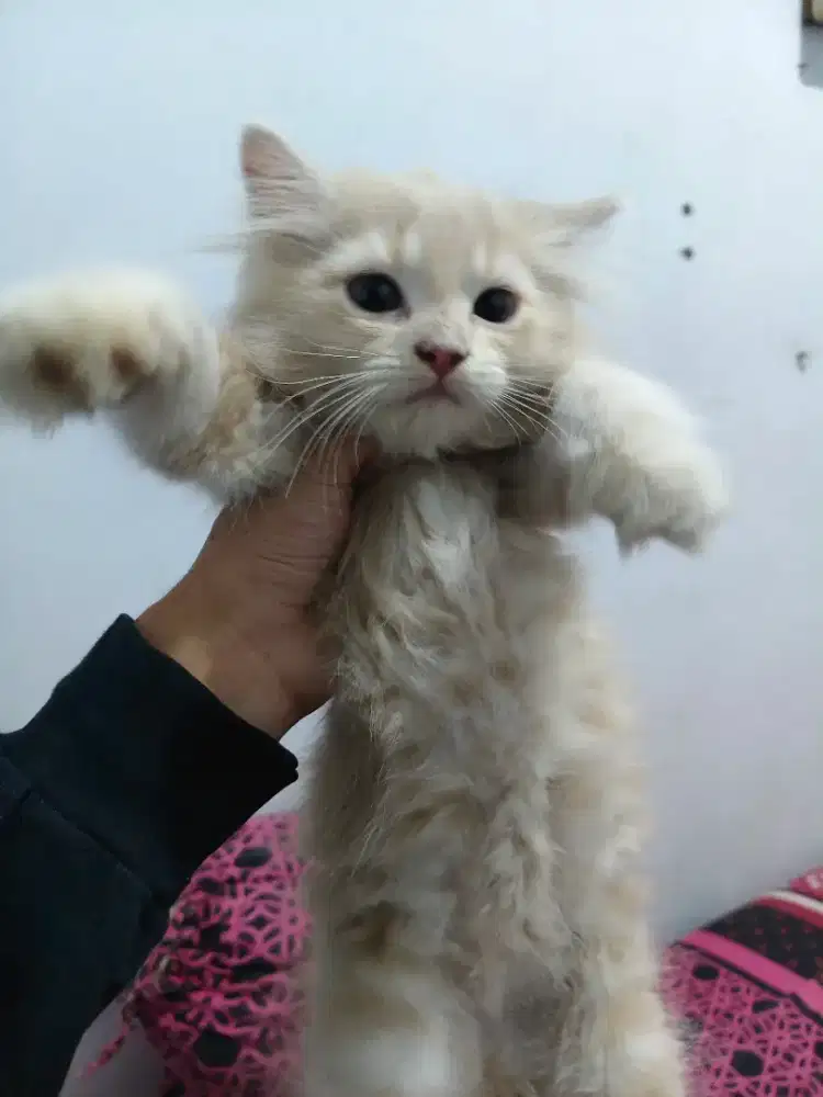 Kucing persia betina 2 bulan