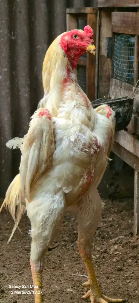 Ayam Shamo Line Nuber trah Original