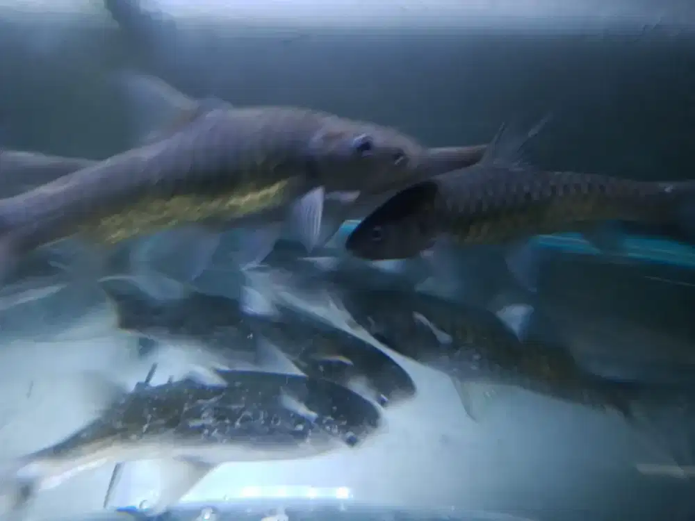 Ikan Dewa Masheer size 16cm
